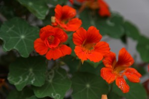 IMG_2545